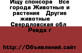 Ищу спонсора - Все города Животные и растения » Другие животные   . Свердловская обл.,Ревда г.